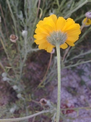 Baileya multiradiata