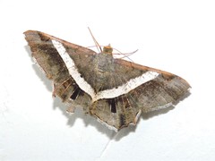 Chiasmia nora