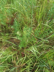 Rottboellia tessellata