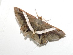 Chiasmia nora