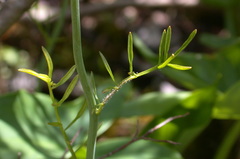 Cardamine dentata