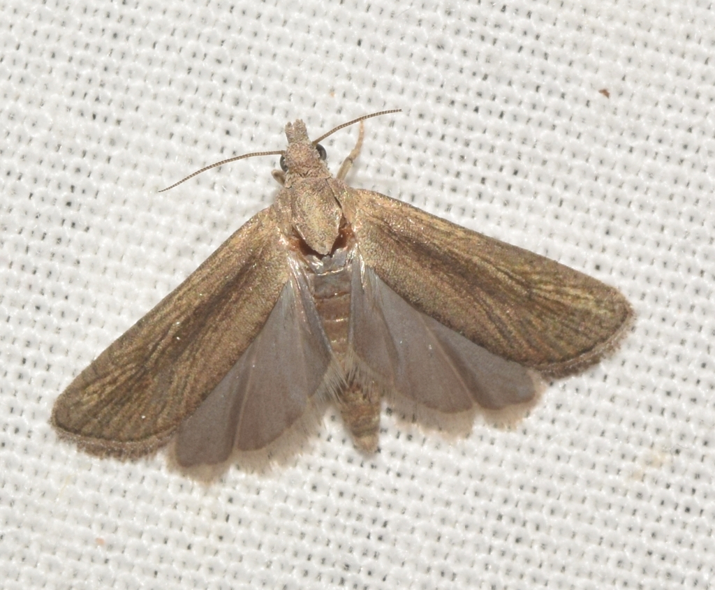 Bactra simpliciana