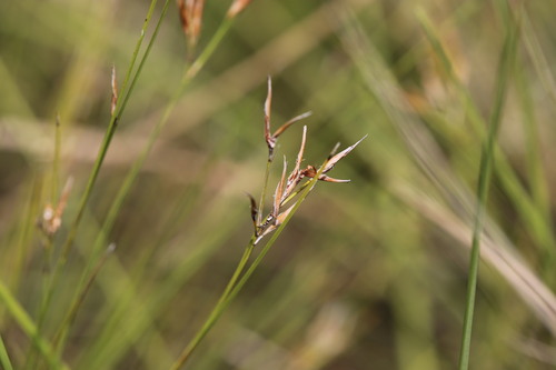 Image of Rhynchospora filiformis by (c) Guillaume Delaitre, some rights reserved (CC BY)