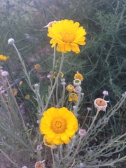 Baileya multiradiata