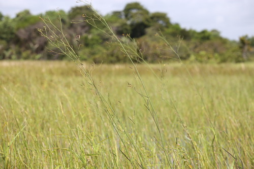 Image of Aeschynomene pratensis by (c) Guillaume Delaitre, some rights reserved (CC BY)