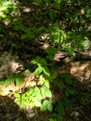 Melica smithii