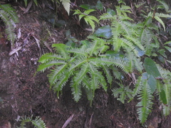 Dicranopteris pedata