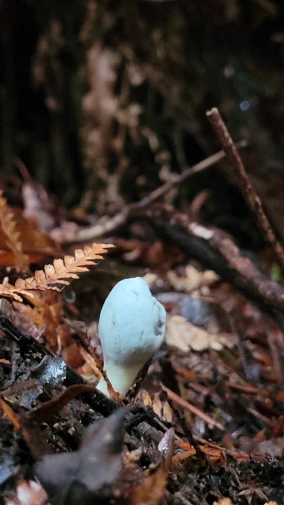 Clavogaster virescens · April 2025 · photo: © s83482 (iNaturalist, cc-by)