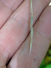 Melica smithii