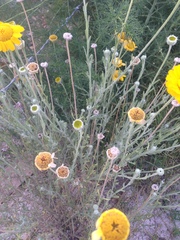 Baileya multiradiata