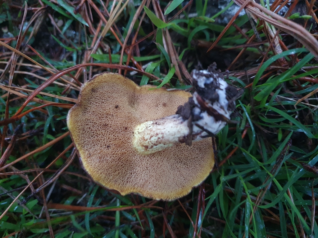 Suillus granulatus · April 2025 · photo: © corli (iNaturalist, cc-by)