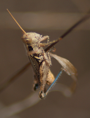 Melanoplus cinereus