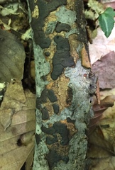 Diatrype decorticata