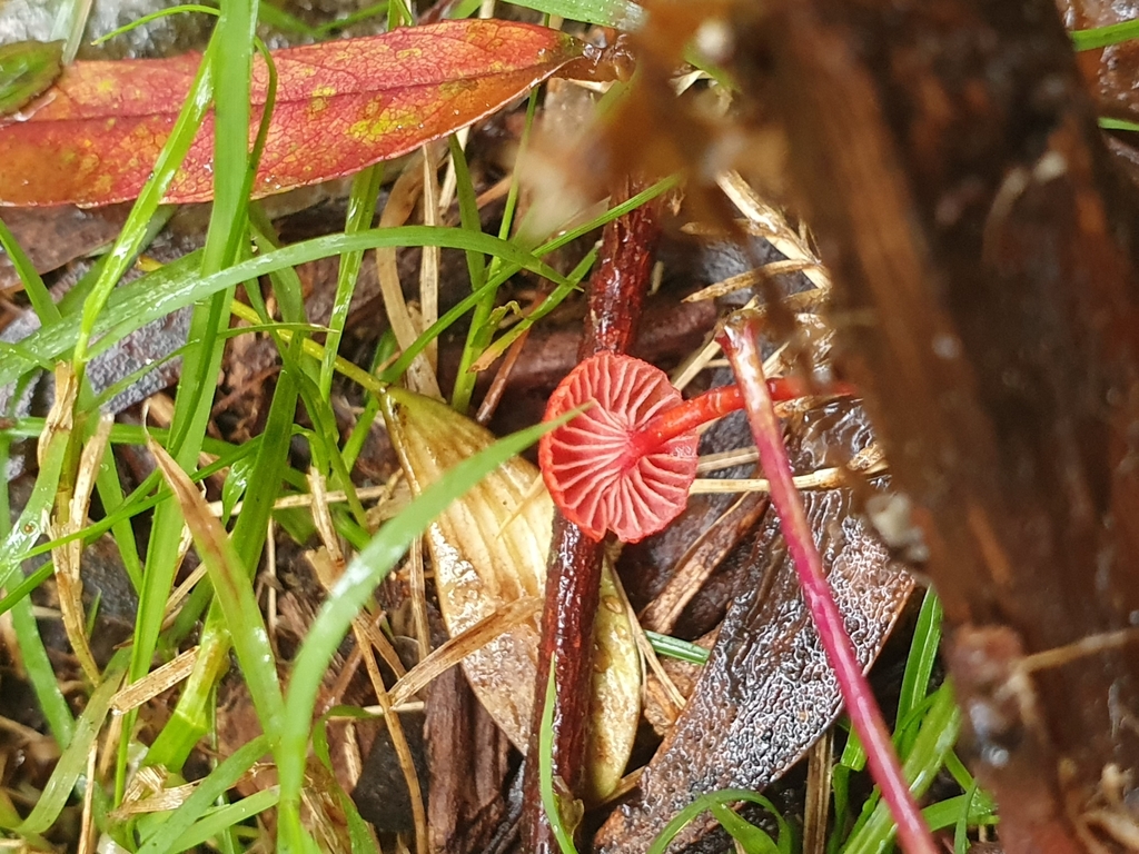Cruentomycena viscidocruenta · April 2025 · photo: © corli (iNaturalist, cc-by)