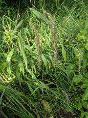 Elymus wiegandii