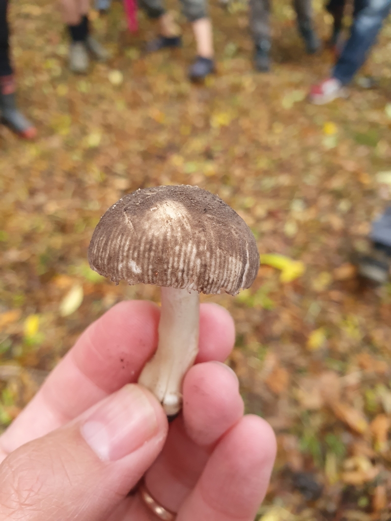 Amanita nehuta · April 2025 · photo: © corli (iNaturalist, cc-by)