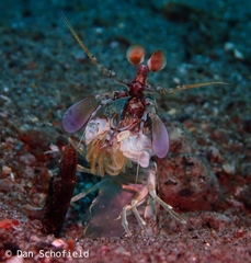 Odontodactylus latirostris