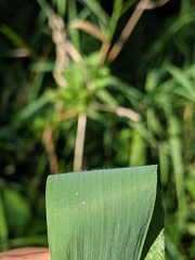 Elymus wiegandii