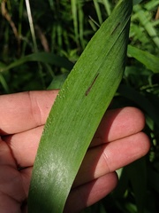 Elymus wiegandii