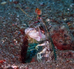 Odontodactylus latirostris