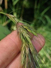 Elymus wiegandii