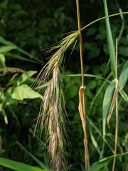 Elymus wiegandii