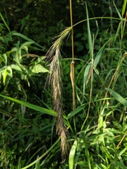 Elymus wiegandii