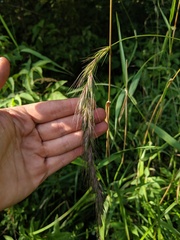 Elymus wiegandii