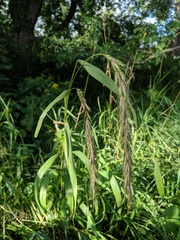 Elymus wiegandii