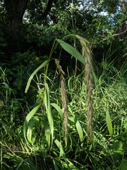 Elymus wiegandii