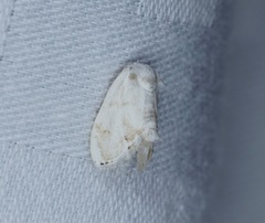 Niphopyralis