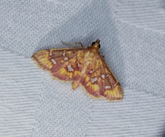 Ischnurges gratiosalis