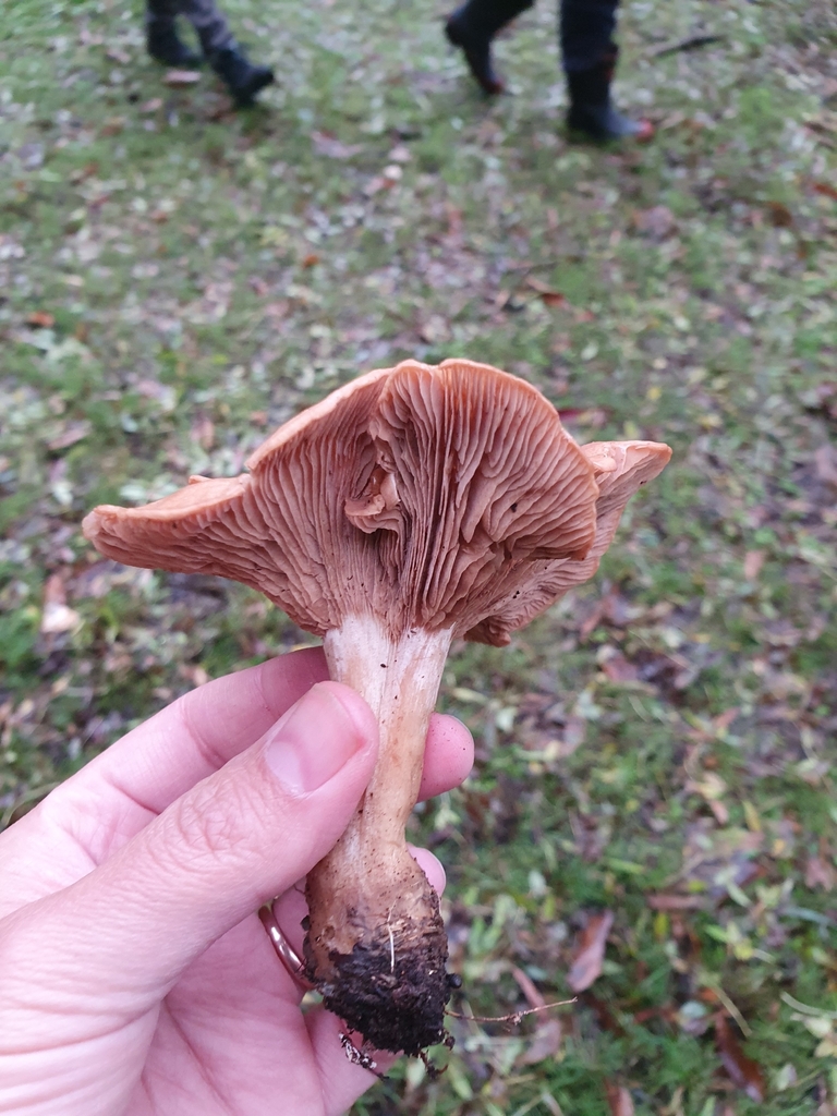 Rhodocybe piperita · April 2025 · photo: © corli (iNaturalist, cc-by)