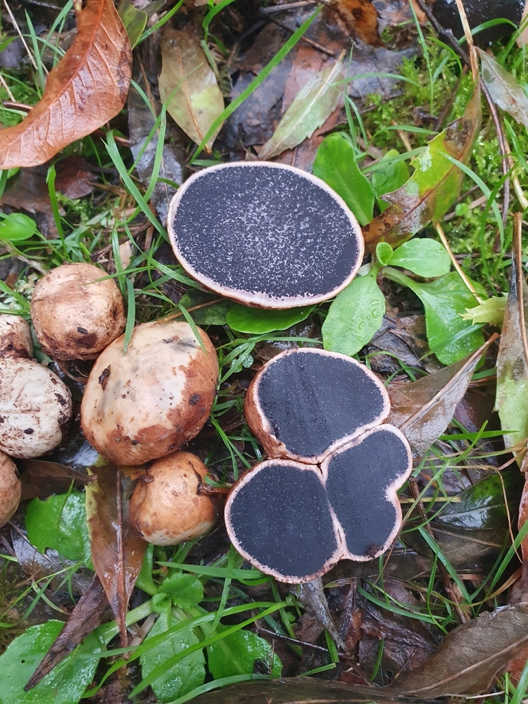 Scleroderma bovista · April 2025 · photo: © corli (iNaturalist, cc-by)