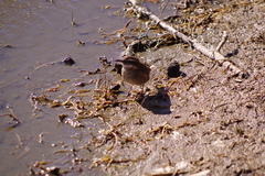 Cinclodes albidiventris