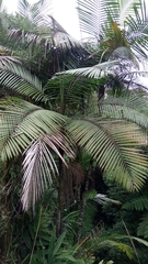 Prestoea