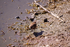 Cinclodes albidiventris