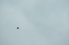 Geranoaetus polyosoma