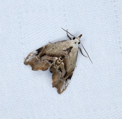 Euwilemania angulata