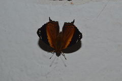 Hypanartia godmanii