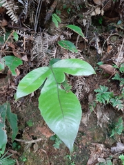 Tectaria harlandii