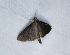 Omiodes tristrialis