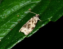 Phaecasiophora leechi