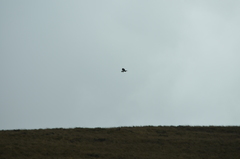 Geranoaetus polyosoma