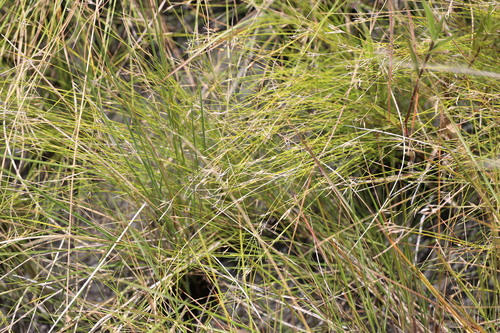 Bird Beak Sedge (Rhynchospora filiformis)