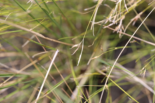 Image of Rhynchospora filiformis by (c) Guillaume Delaitre, some rights reserved (CC BY)