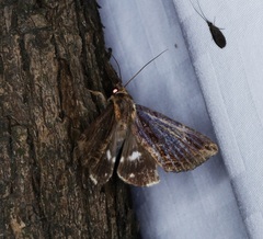 Ercheia cyllaria