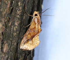 Plusiodonta coelonota