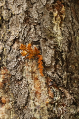 Arceuthobium vaginatum cryptopodum