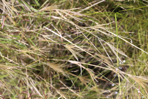 Golden Carpetgrass (Axonopus aureus)